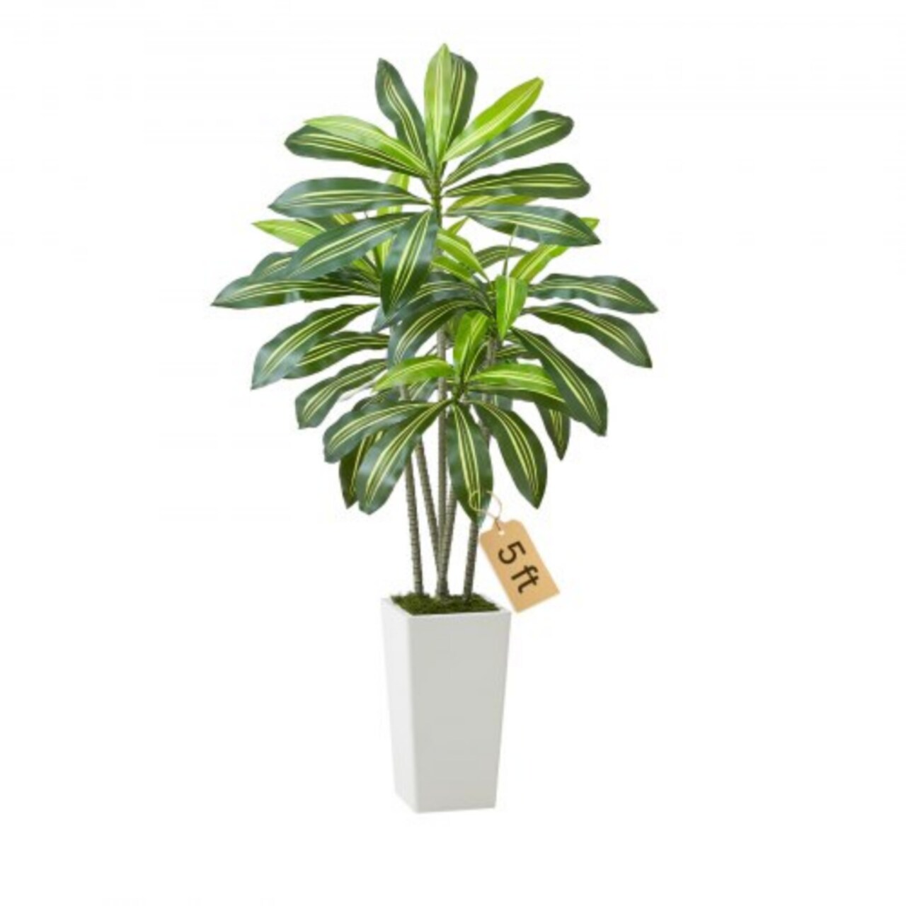 Green-White PE Dracaena Artificial Plant Lifelike Indoor Tree with Moss Pot